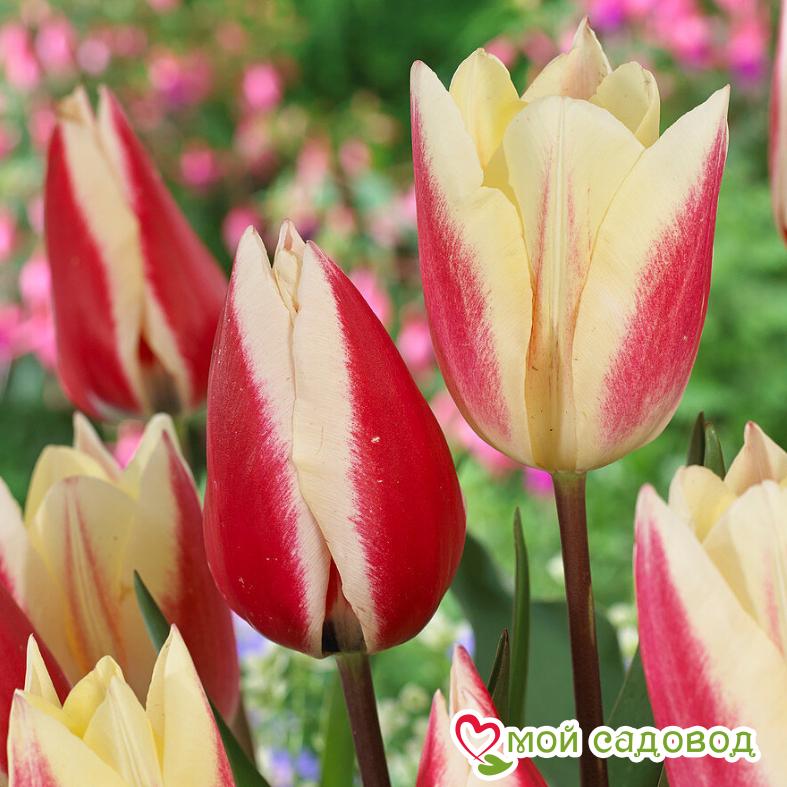 Тюльпан Триумф Спринг Сюрпрайз