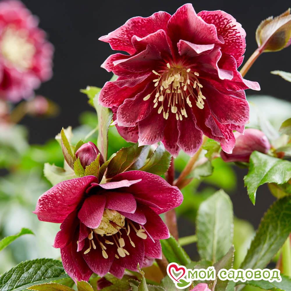 Морозник восточный Дабл Эллен Ред