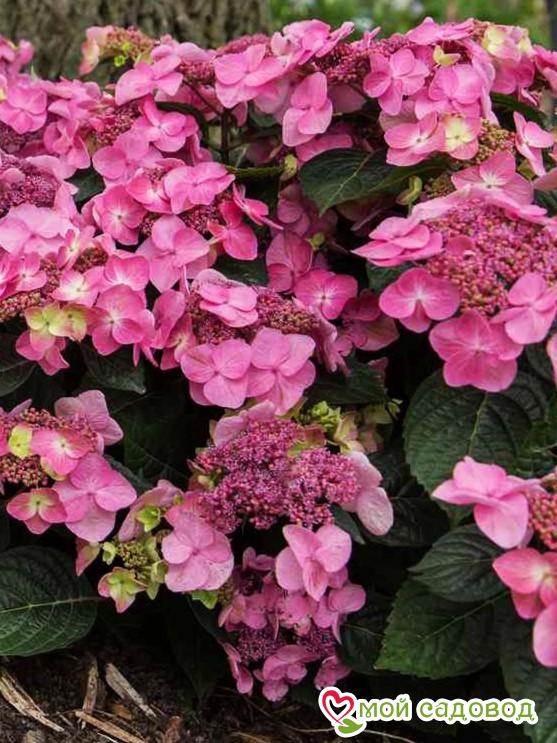 Гортензия крупнолистная Поп Стар Пинк ЗКС