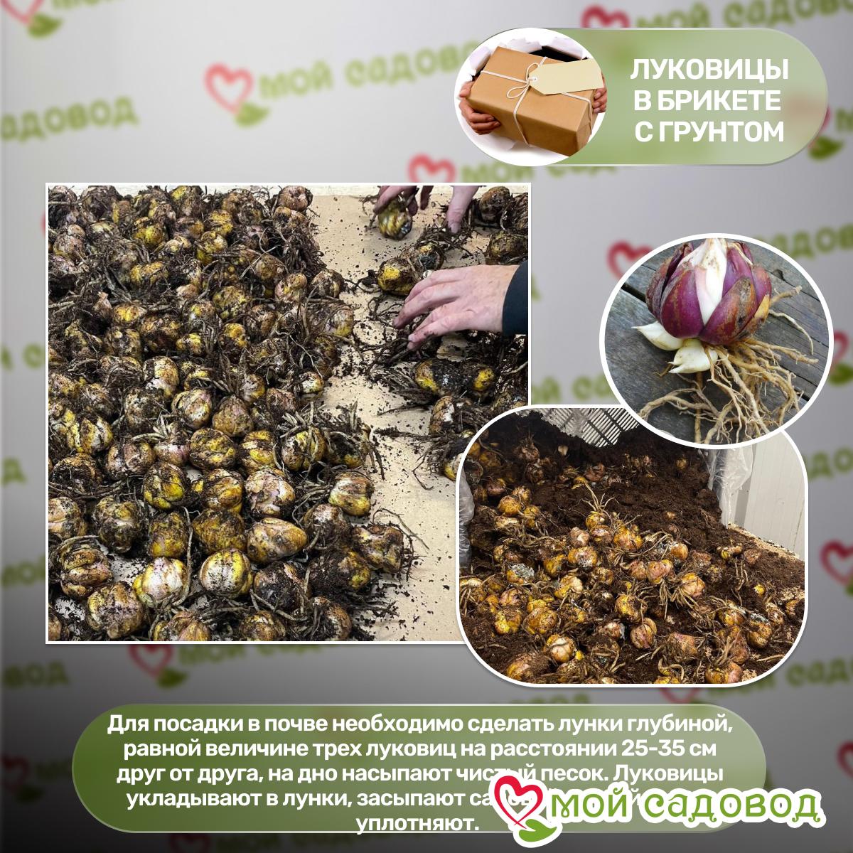 Лилия ЛА-гибрид Литтл Кисс